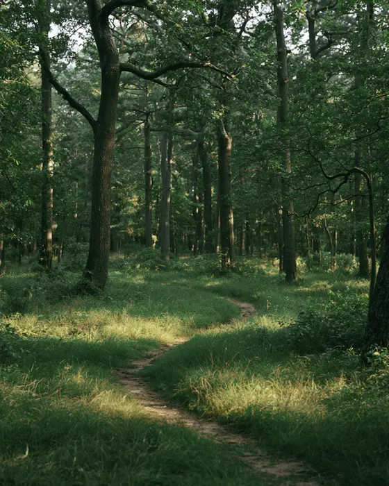 A quiet path through trees in soft light